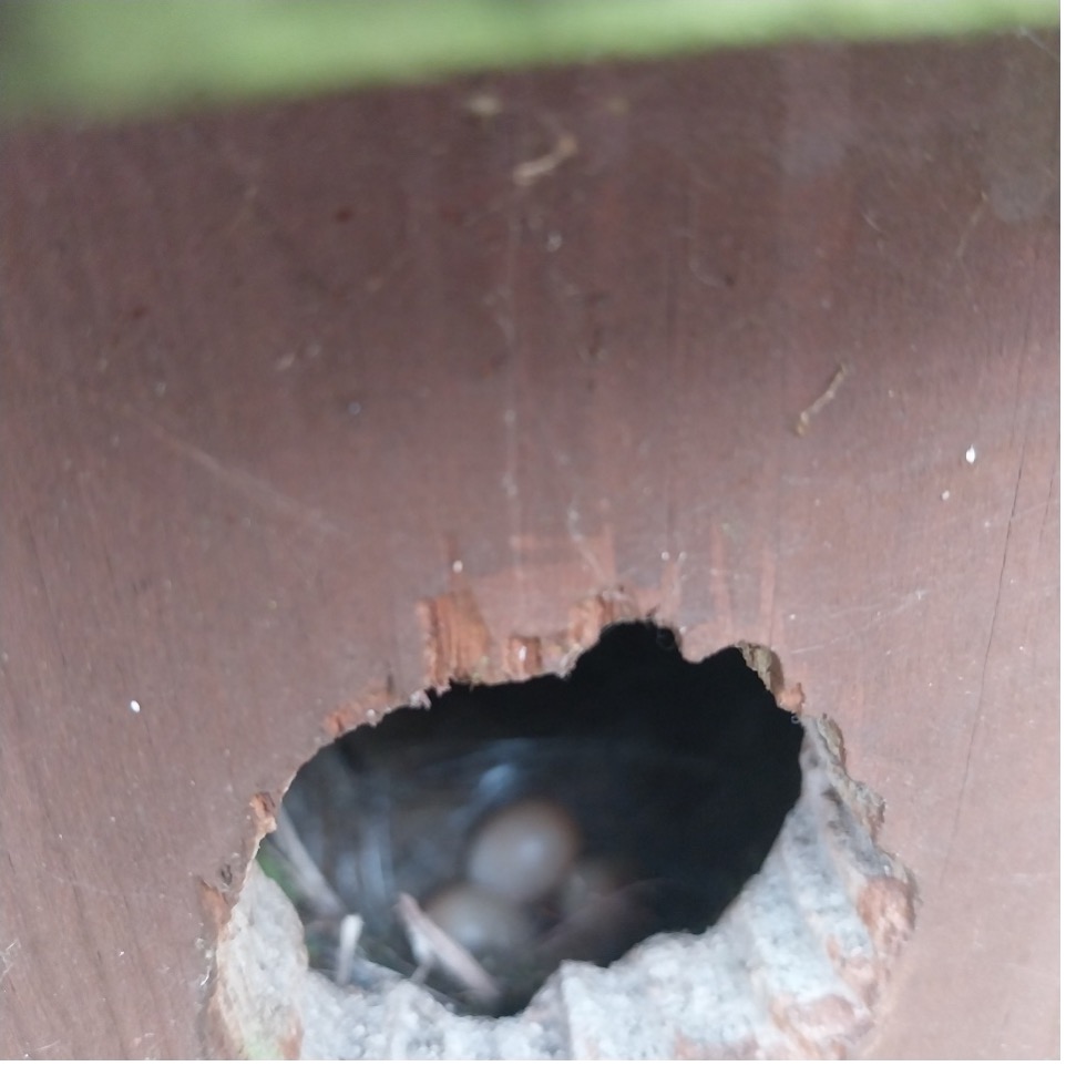 eggs in birdbox