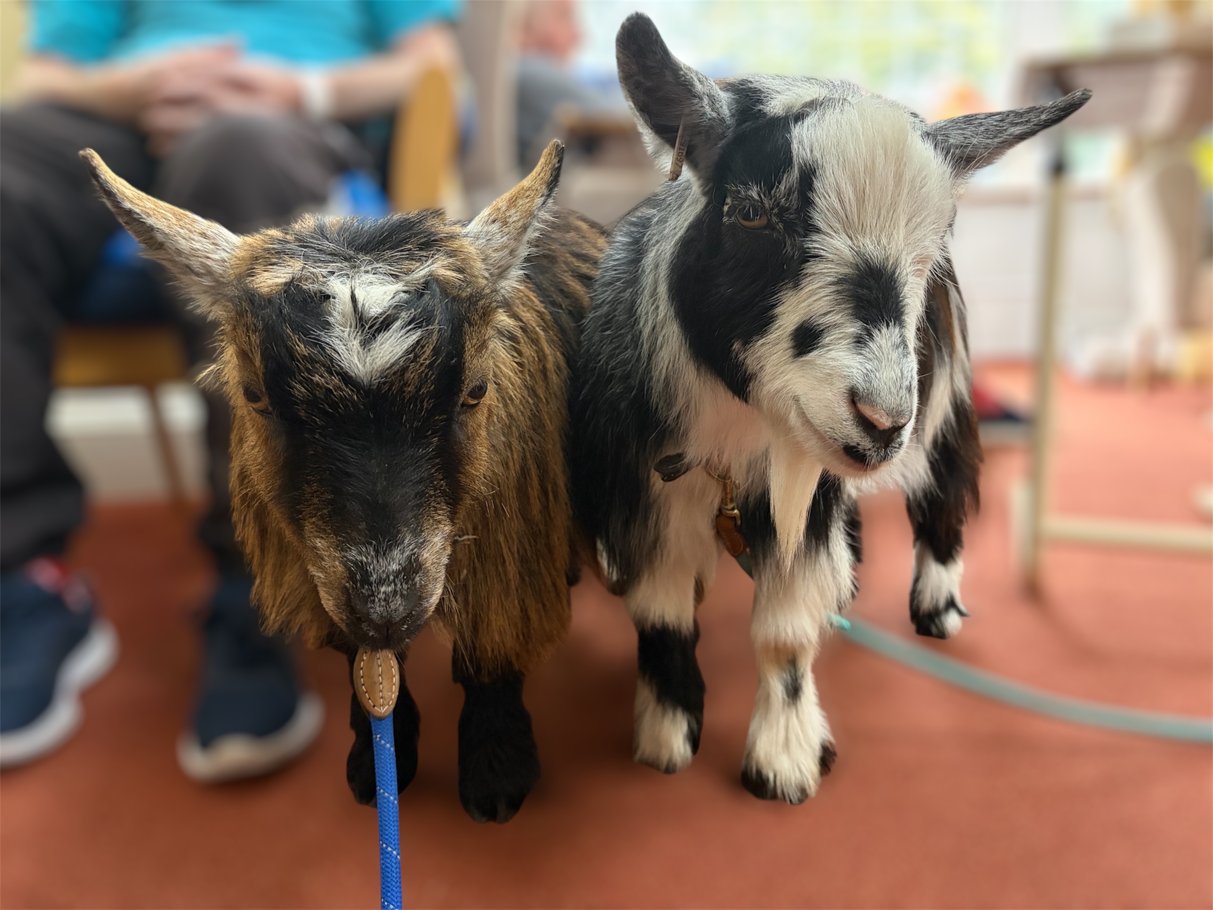 Close up of the two pygmy goats faces