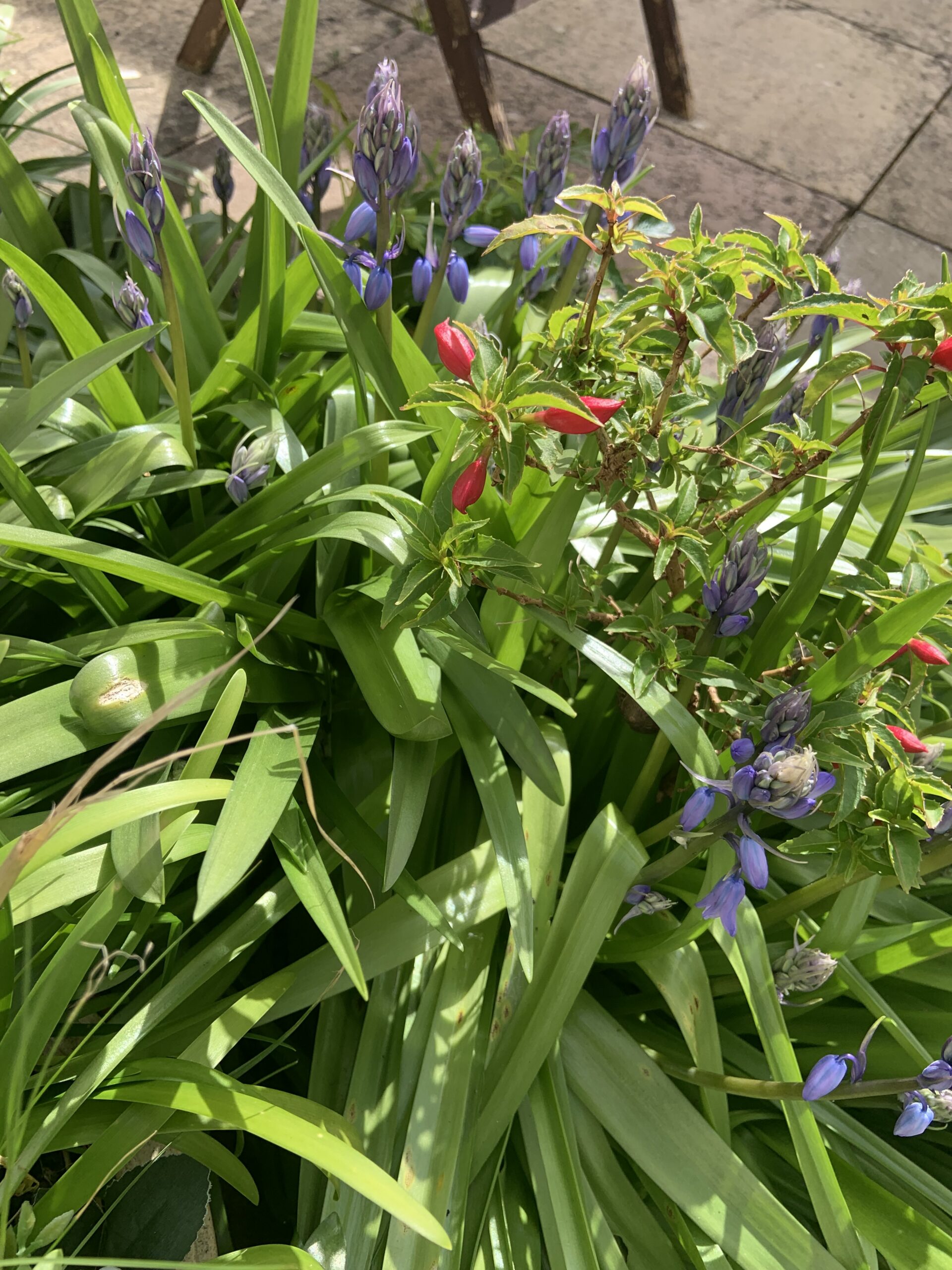 Various bedding plants with flowers in bloom scaled
