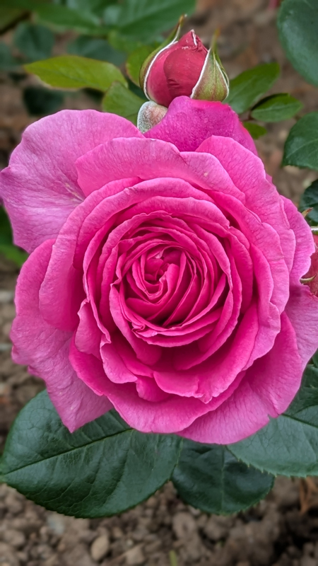 Close up of a bright pink rose head