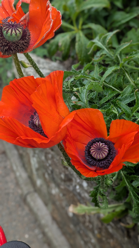 Close up of red poppies