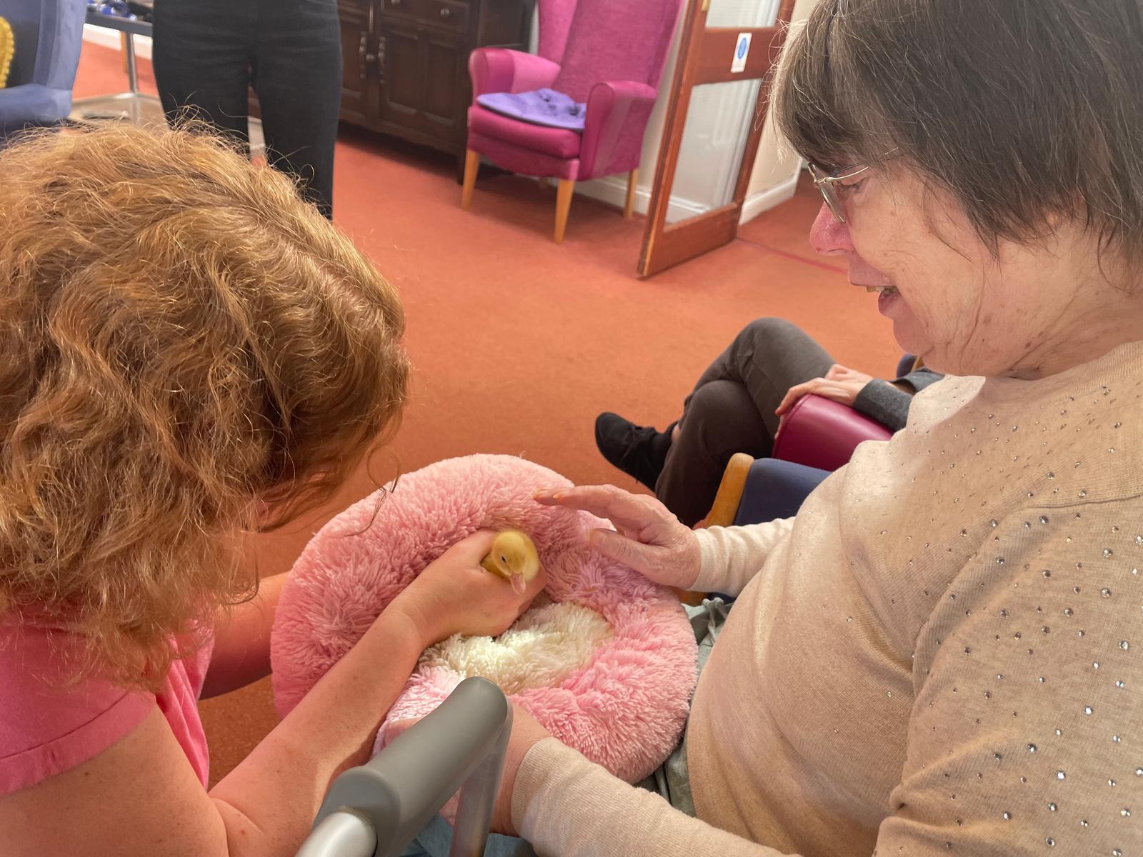 Duckling being held by a resident on their lap on a pink fluffy pillow