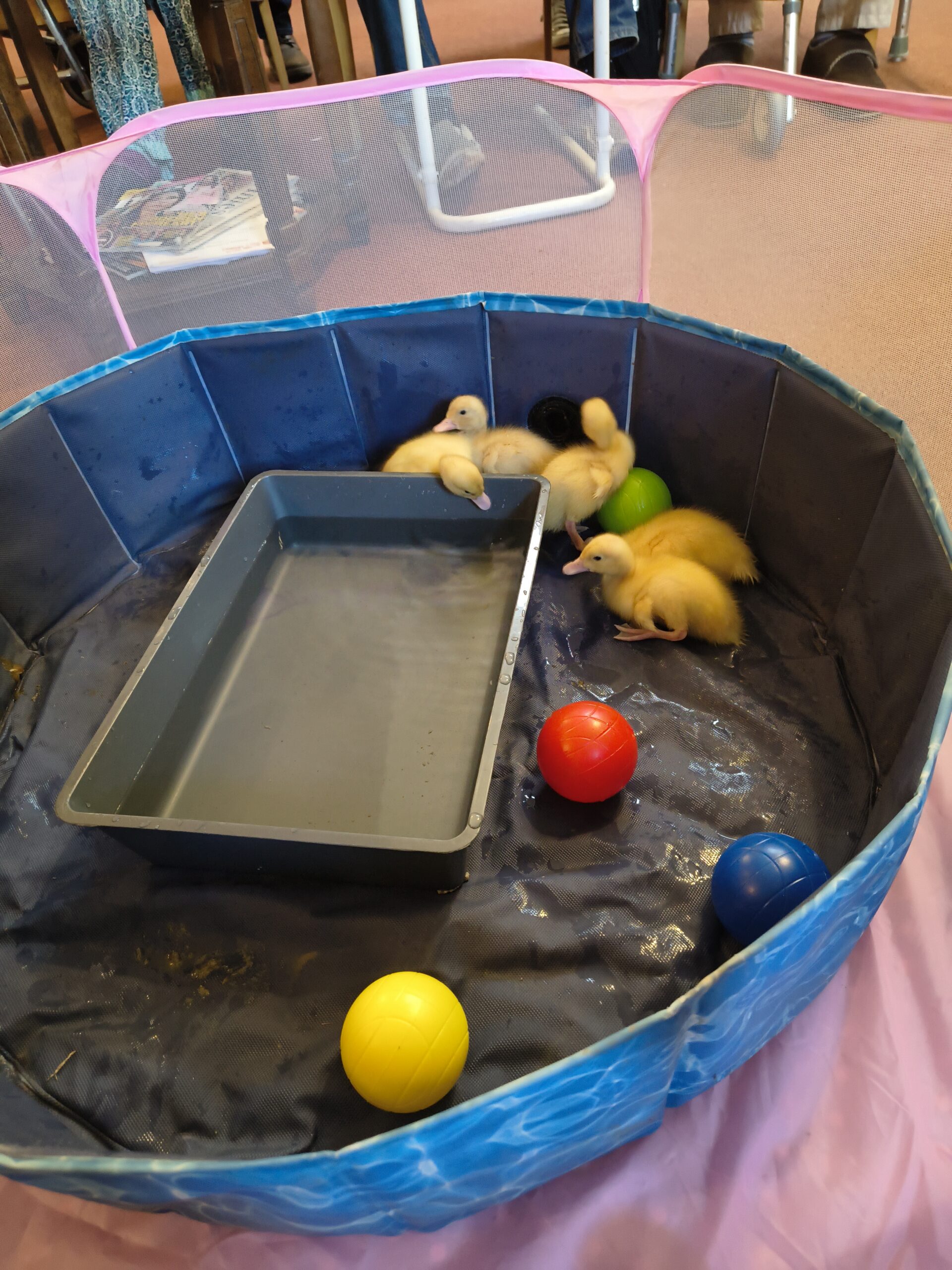 Ducklings exploring area with balls and one with head in the tray of water scaled