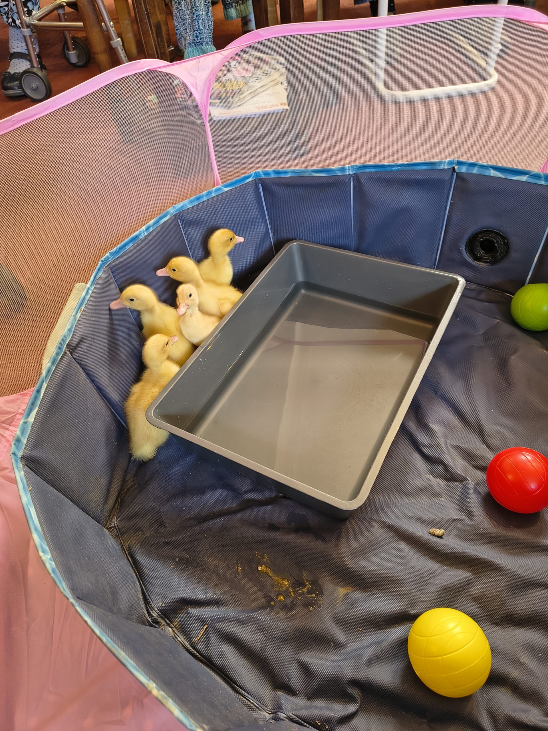 Ducklings in padded area with plastic balls and tray of water scaled