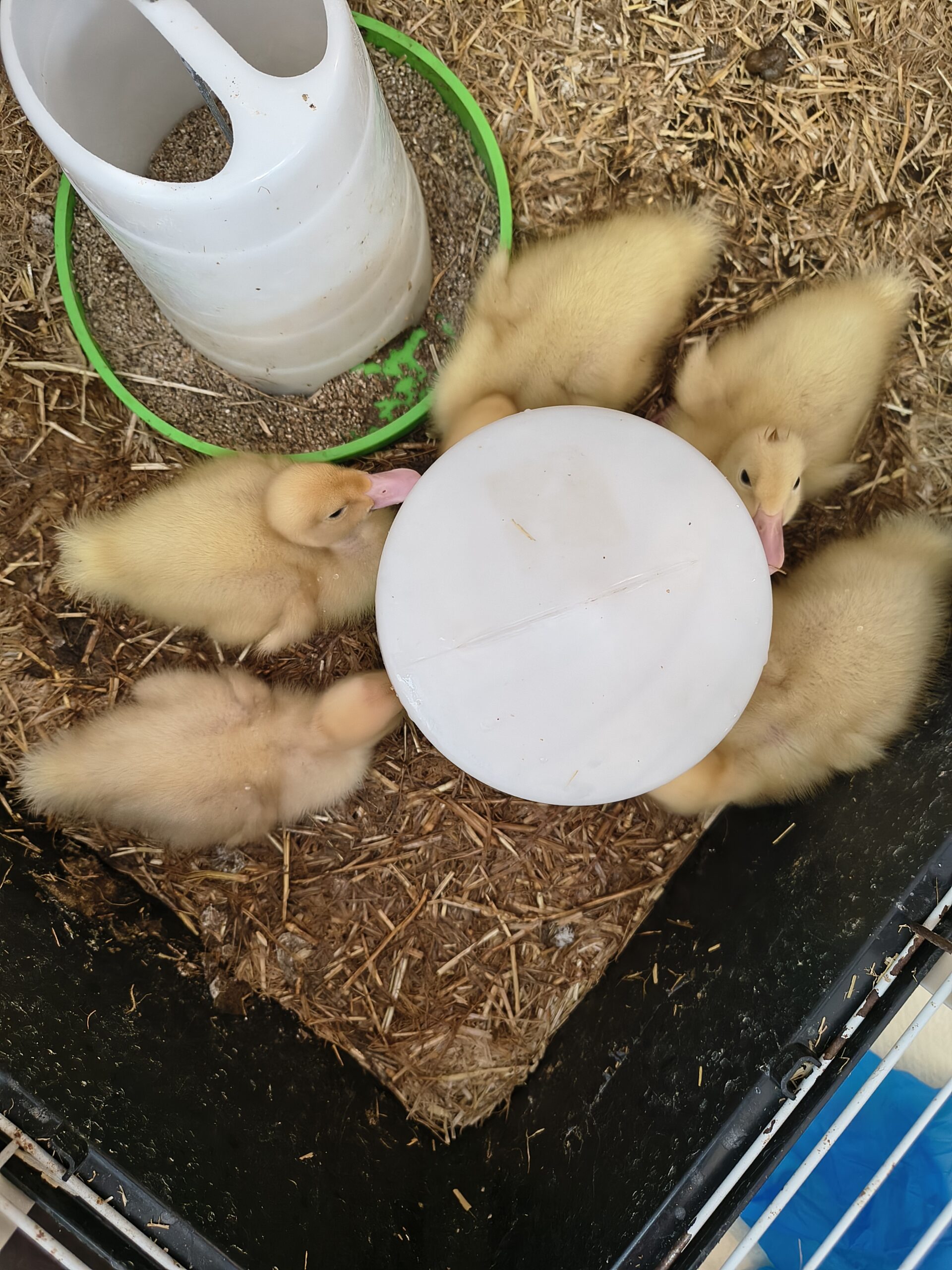 Ducklings in their cage around drinker scaled