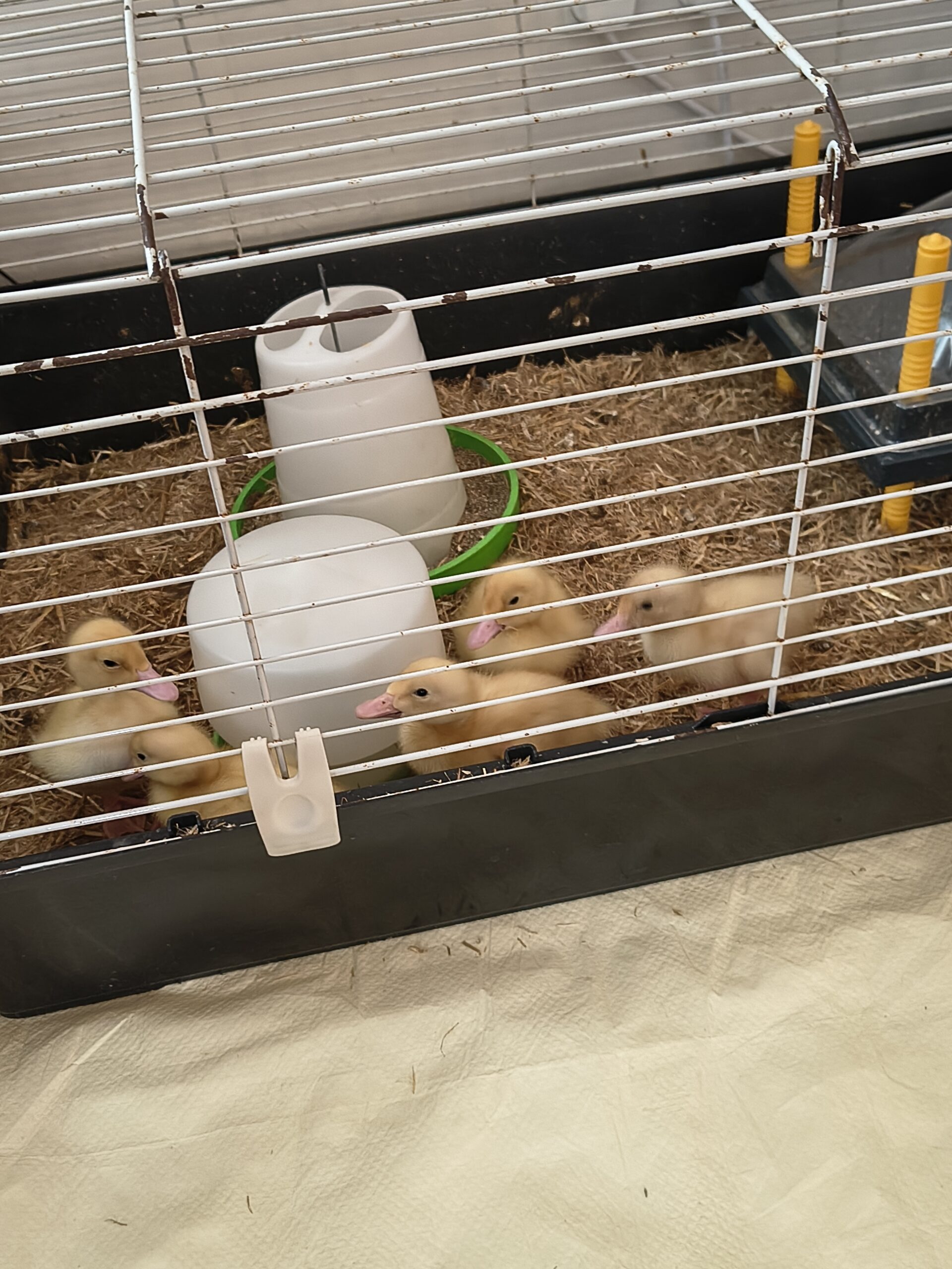 Ducklings in their cage scaled