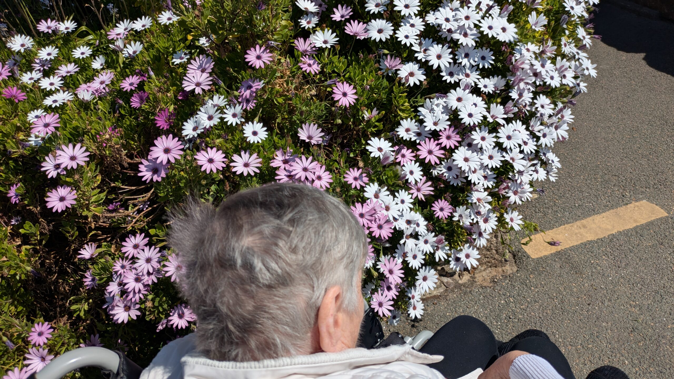 Mo looking at flowers in the park scaled