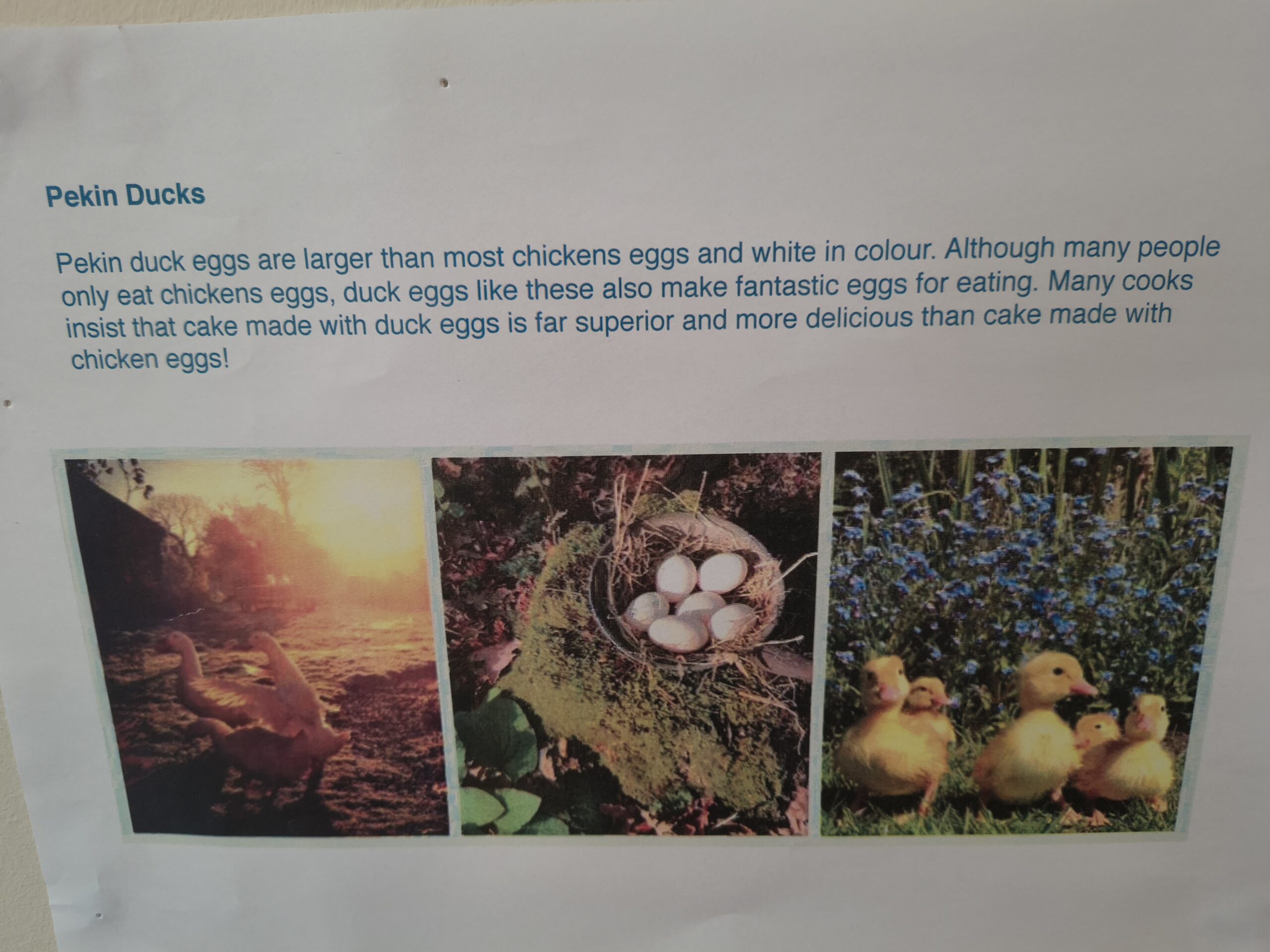 Pekin Duck data sheet scaled