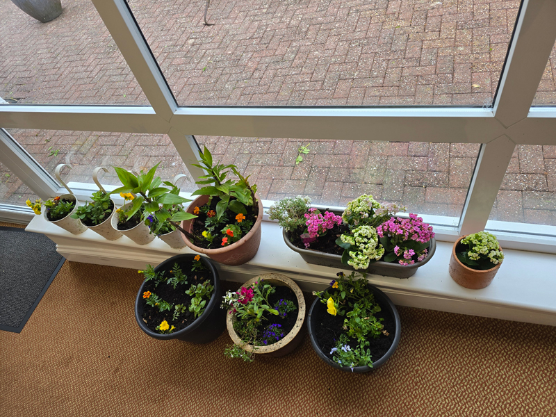 Potted plants lined up on a window sill and floor