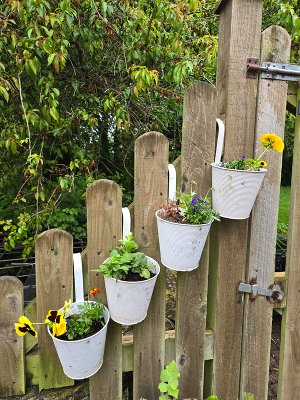 Small white pots of flowers hanging on a fence