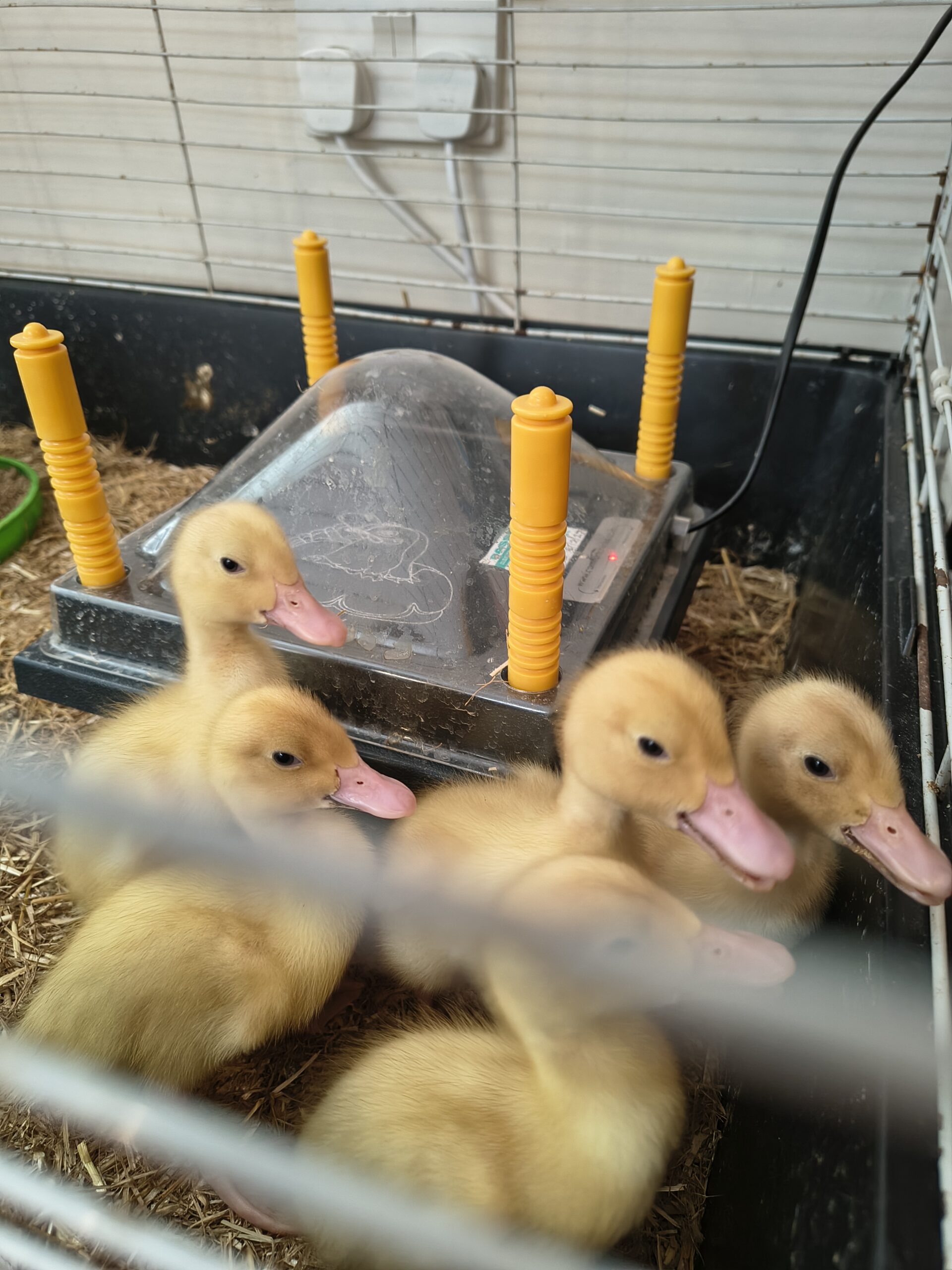 Yellow and fluffy ducklings in their cage scaled