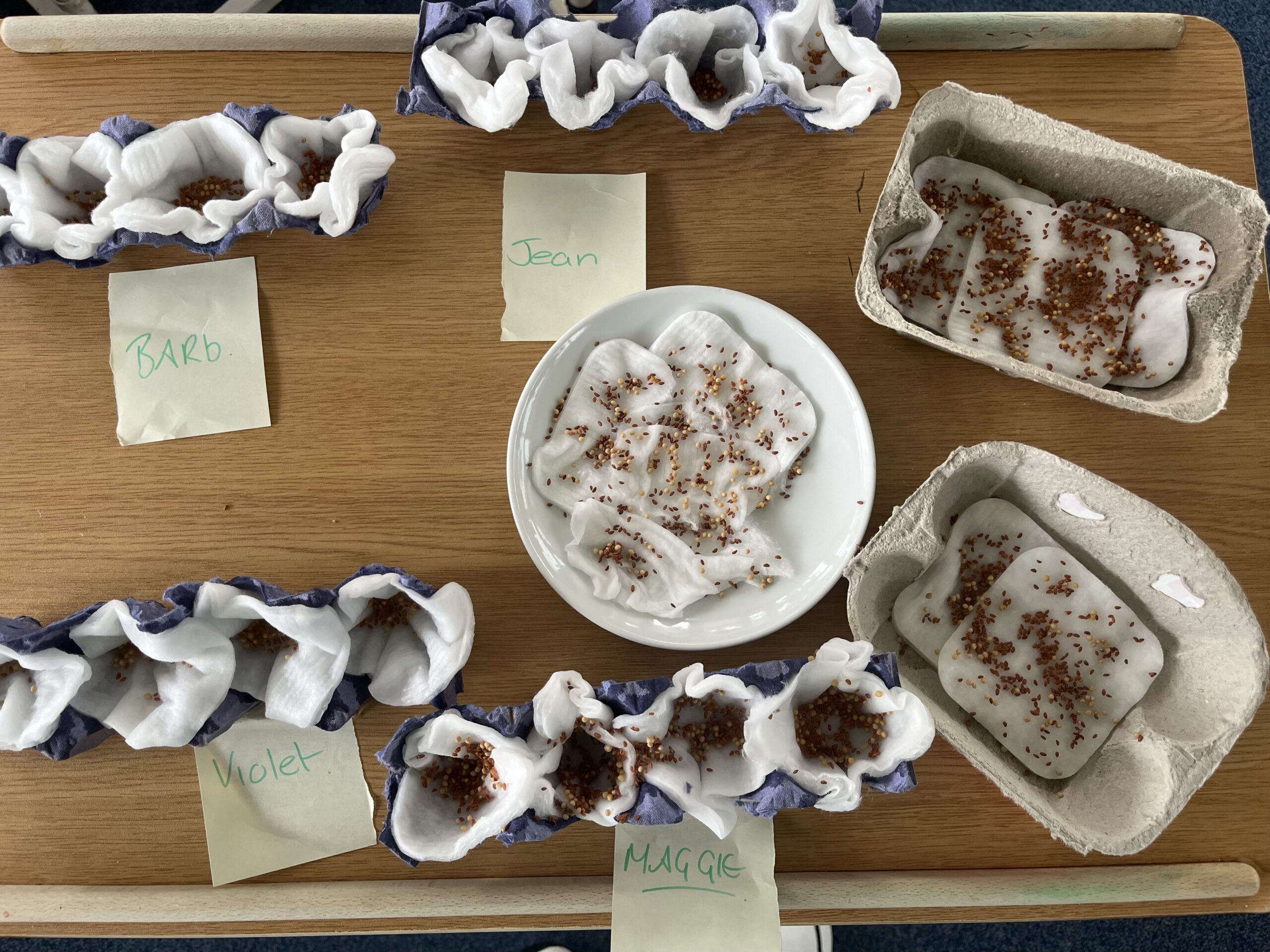 inished seeds in egg boxes ready to grow scaled